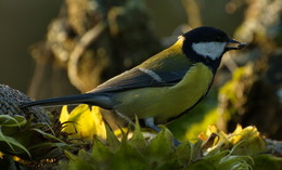 Big Tit / ***