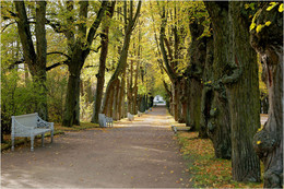Allee / ***
