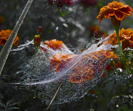 Herbst / ***