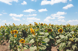 Sonnenblumen / ***
