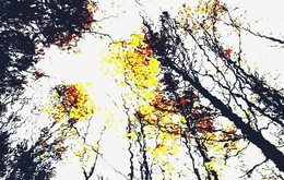 Herbst / ***
