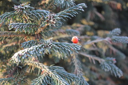 Herbstmorgen. / ***