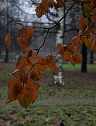 Farben des späten Herbstes ... / ***