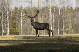 Hirsch / ***
