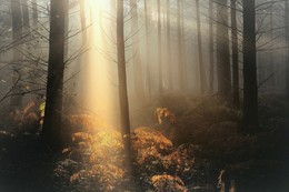 The mysterious foret. / ***