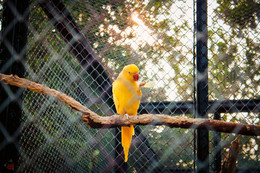  / Parrot