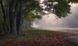 Herbstmorgen / ***