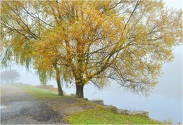 Nebel / ***