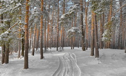 Winterwald / ***
