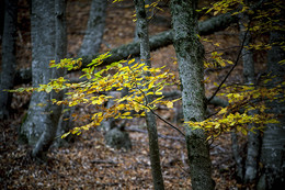 Herbstfarbe / ***