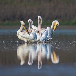 Pelikane / ____