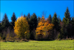 Goldener Herbst / ***