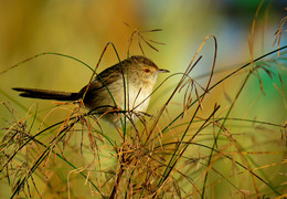 Vogel Nevelichka / ***