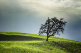 Baum / ***
