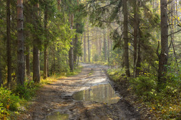 Morgen in den Wald / ***