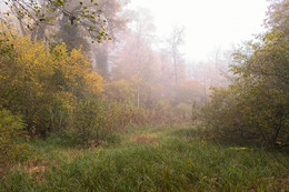 Pirsch im Nebel / ***