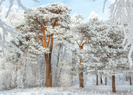 Winter Fantasy / ***