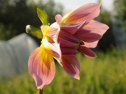 Blume / ***