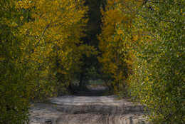 Straße zum Herbst / ***