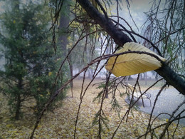 Last Leaf / ***
