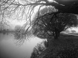 Foggy Landschaft / ***