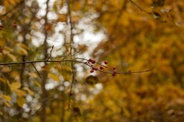 Herbstfarben / ***