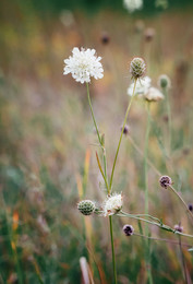 Wildblumen / ***
