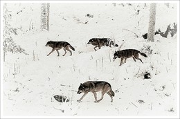 Flock / ***