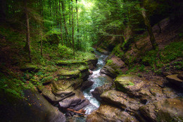 Forest River / ---