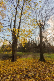 Blattfall / ***