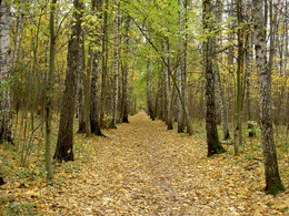 Herbstwald / ***