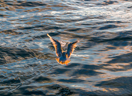 SEAGULL / ***