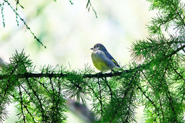 Birdie / ***