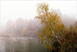 Nebelbirke / ***