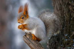  / Exif: ISO 1250, 200mm, f4, 1/250s
