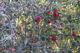 Der Winter ist nah / ***