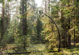 Mai ist der Wald / ***