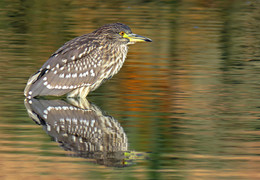 Reiher / ***