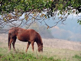Pastorale / ***