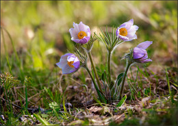 Primeln / ***