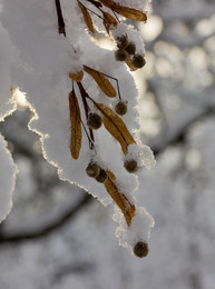 Der erste Schnee / ***