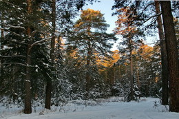 Abendlicht / ***