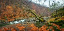 Bedeckt Herbst / ***