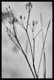 Sittsamkeit / ***