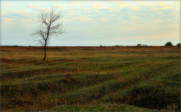 Steppe / ***