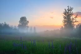 Nebel bei Sonnenuntergang / ***