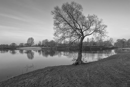 Einsamer Baum / ***