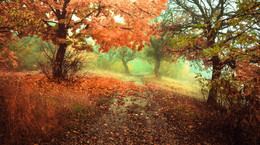 Straße zum Herbst / ***