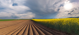 Agrarlandschaft / Rapsfeld und Ackerfurchen in Mittelhessen.