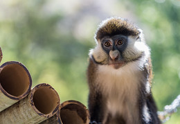 Monkey / ***